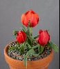<em>Tulipa armena</em> 'JCA 7673'
